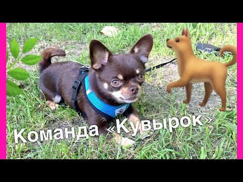 Как научить собаку команде «Кувырок» | Дрессировка собак