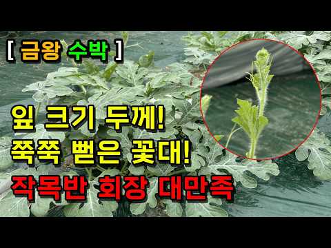 [충북 금왕] 수박! 남다른 잎 크기와 두께! 쭉쭉 뻗은 꽃대! 작목반 회장님 대만족