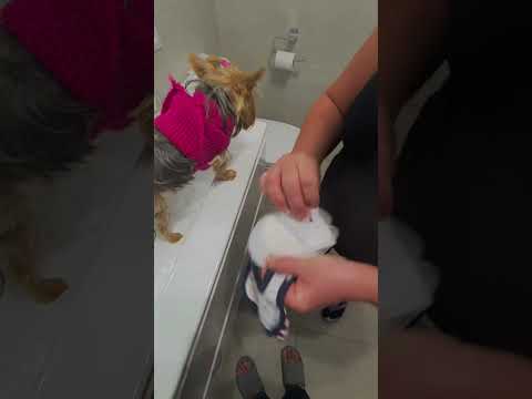 Truco para que Lola no haga pipi en casa, le ponemos pañales