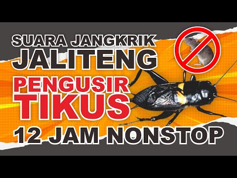 SUARA JANGKRIK TERBARU 2024 PENGUSIR TIKUS, DIJAMIN AMPUH DAN TIKUS PASTI KABUR❗ 12 JAM NONSTOP❗❗❗