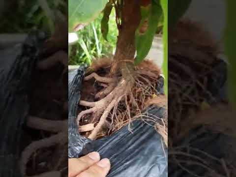 gl ca nha cây lum cúc lai giá 700k lh sđt 0359181272