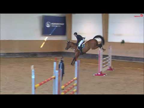 Burghof-Hengst Chilano Blue -  2014 geboren (Chacco's Son  x Carenzo)