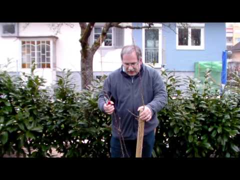 Schneiden im Garten 2011 Herr Inderkum 7v10 - Schnitt eines Aprikosenbaums