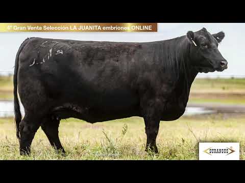 Surangus - Lote 3