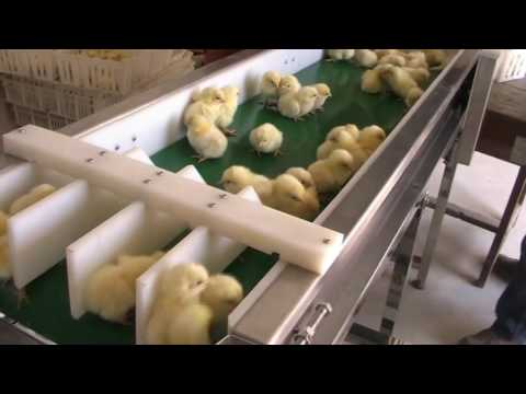 download lagu mp3 mp4 Chick Counter, download lagu Chick Counter gratis, unduh video klip Chick Counter