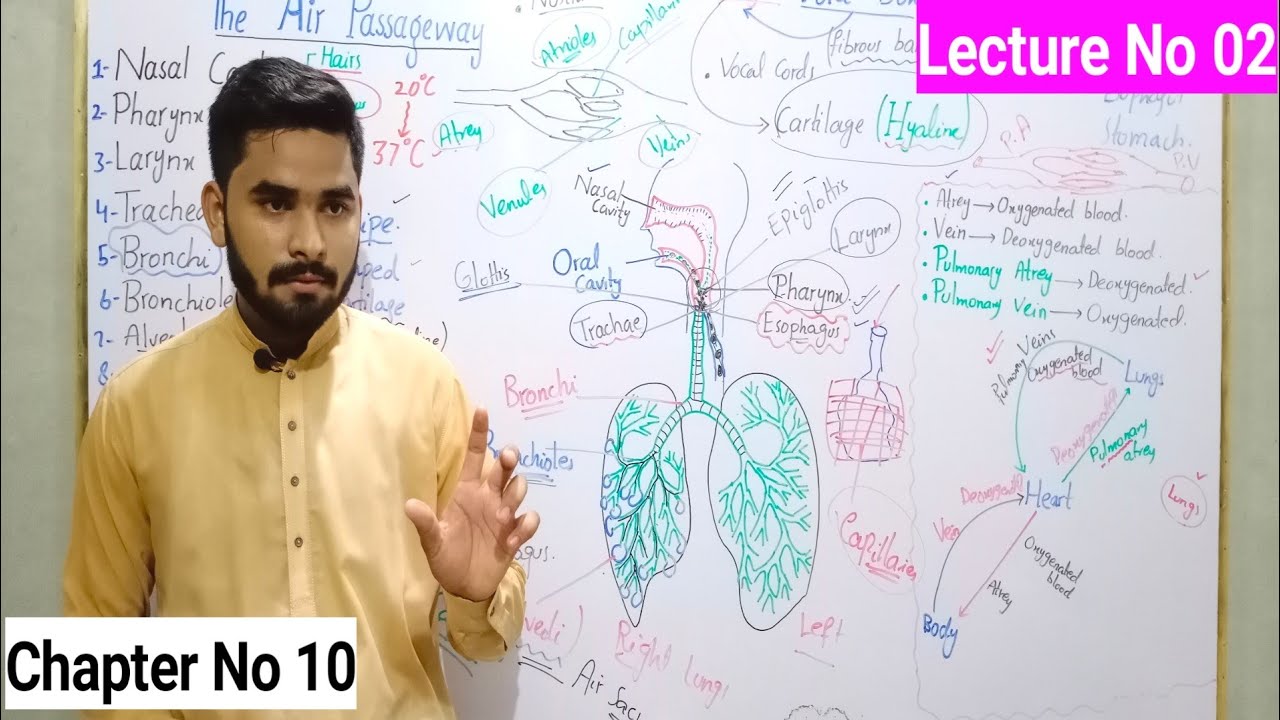 Gaseous Exchange in Human