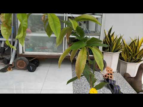 MAI CÚC KHÔNG NHỊ HOÀNG HUYẾT LONG 2