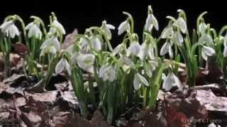 Maureen McGovern - You Must Believe In Spring