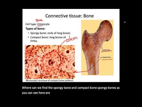 Tissue (Histology)