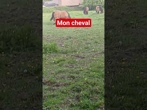 elle s appelle lyson