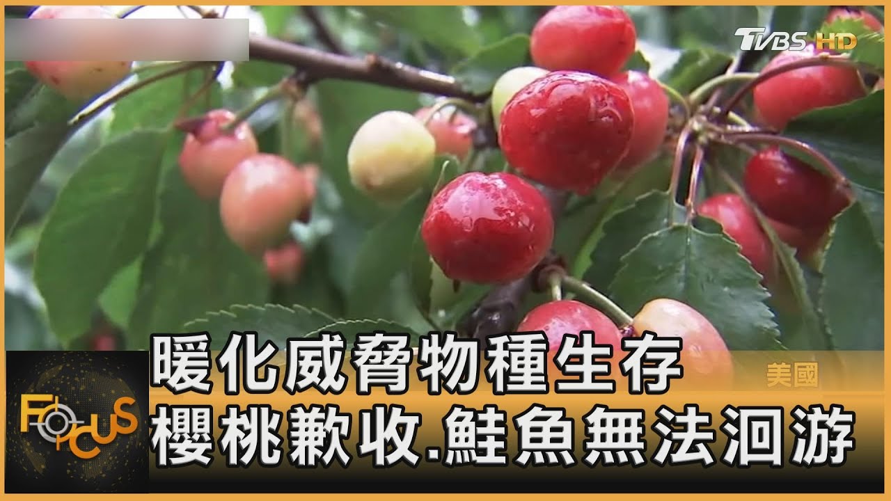 暖化威脅物種生存 櫻桃歉收、鮭魚無法洄游