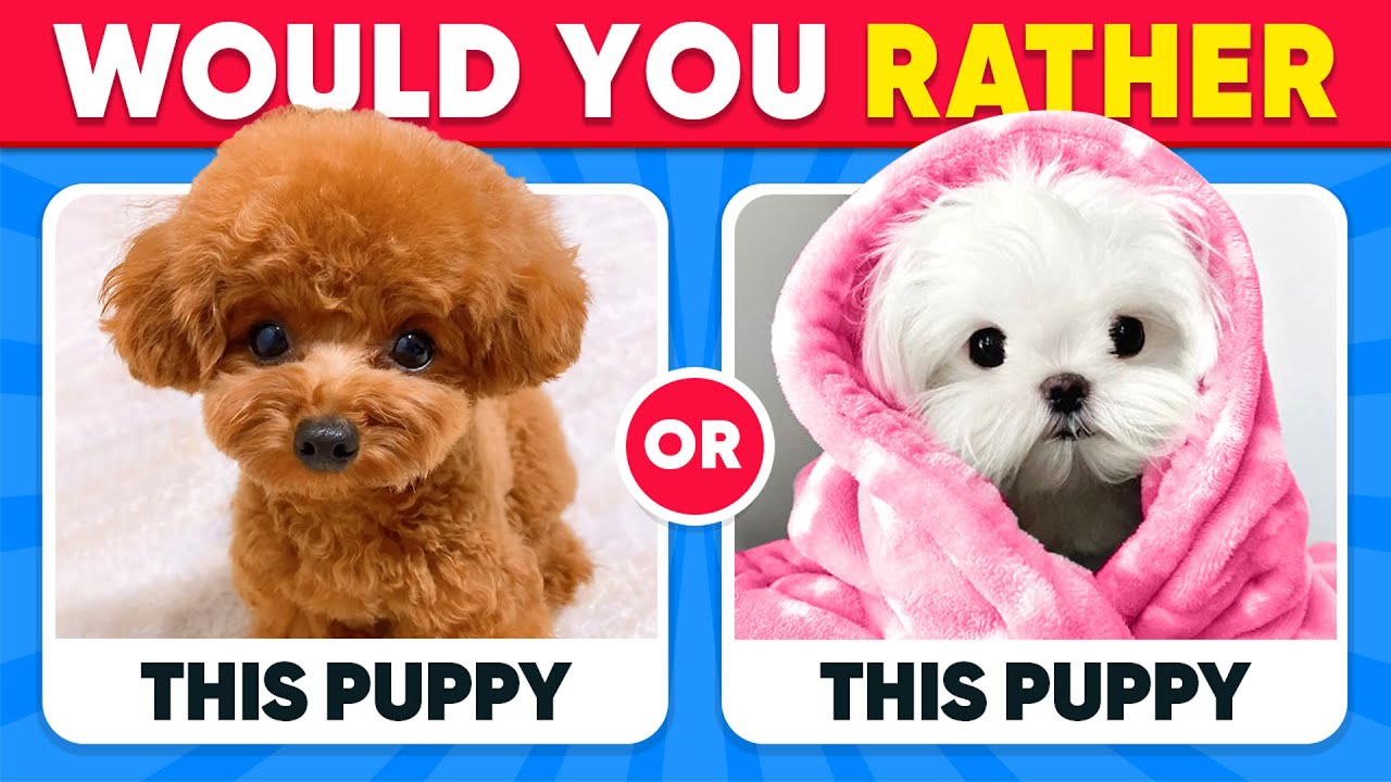 Would You Rather...? ANIMALS Edition 🐶😺Tom Quiz