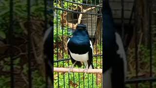 Download lagu kicauan pancingan Kacer macet bunyi langsung gacor mp3