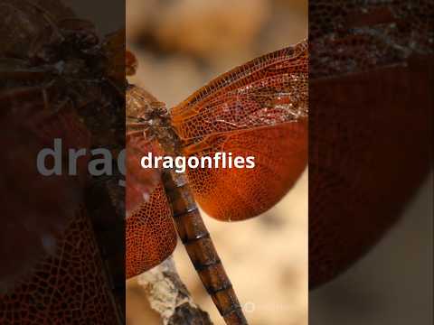 Top 5 Fascinating Facts About Dragonflies!