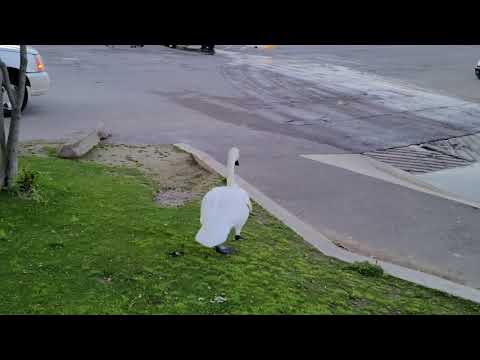 Bluffer's Park & Beach, Scarborough-7