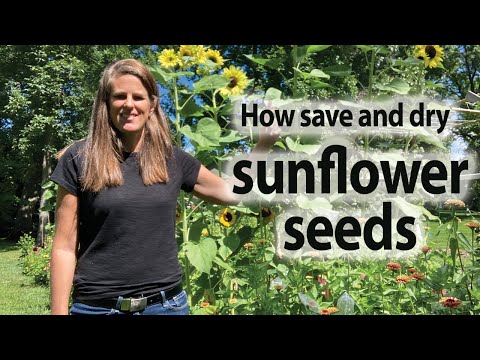 How To Harvest Sunflower Seeds For Planting Next Year