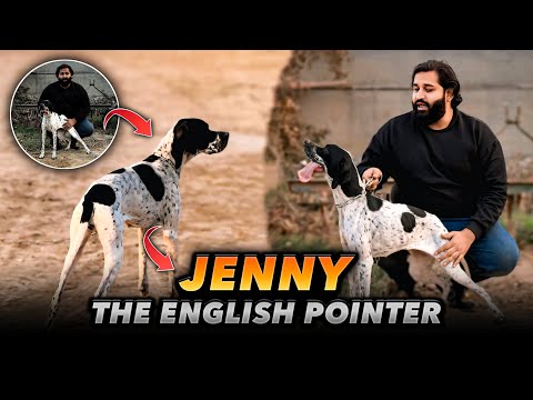 English Pointer| The Bird Dog