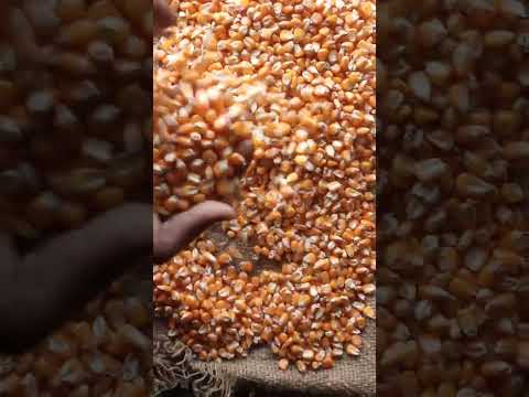Raw yellow maize seed