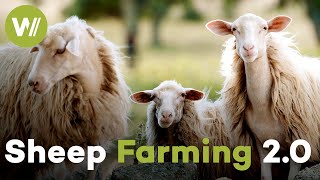 How Sheep Could Help Build a Sustainable World | Planet Sheep (2/2)