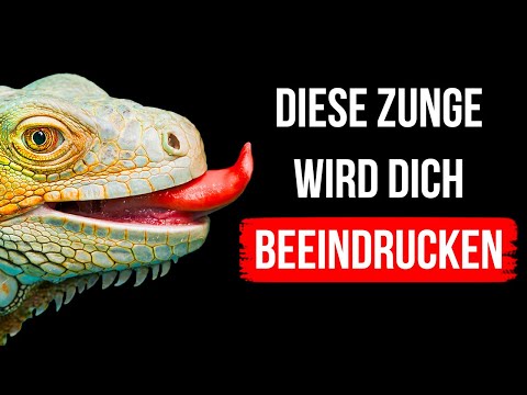 Hättest du eine Echsenzunge, bräuchtest du keine Nase