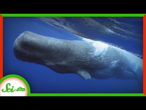 Whale Poop Helps Cool Our Planet