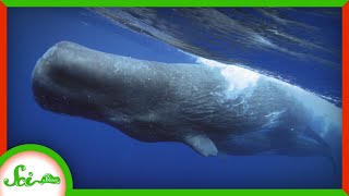 Whale Poop Helps Cool Our Planet