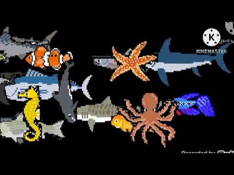 sea animals collecion kids picture show
