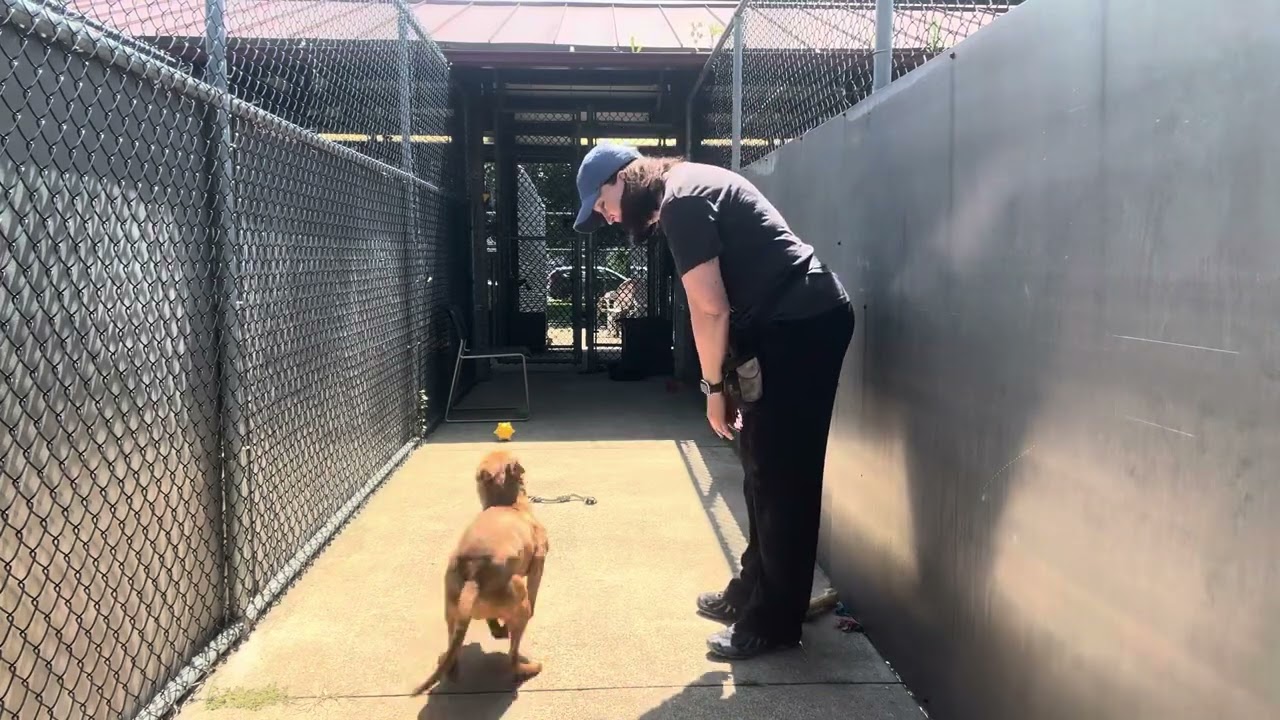 Fireball video preview