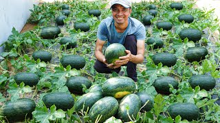 Download lagu I Used to Think Watermelon Cultivation Was Tough, Until I Found the Perfect Solution! mp3