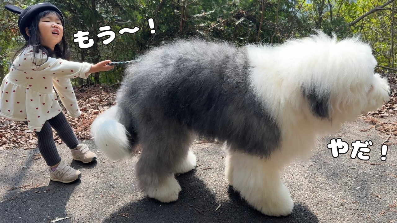 【仲悪し】わんぱくすぎる弟に完全に手を焼いてる３歳児がこちらです…😅｜グレートピレニーズ&オールドイングリッシュシープドッグ&トイプードル