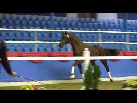 www.reitschule-sandbrink.de FIDERTANZ - DON SCHUFRO Oldenburger Stallion Dressage