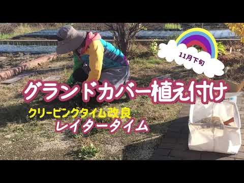 園芸 横たわるワイルドタイム、アーリータイム