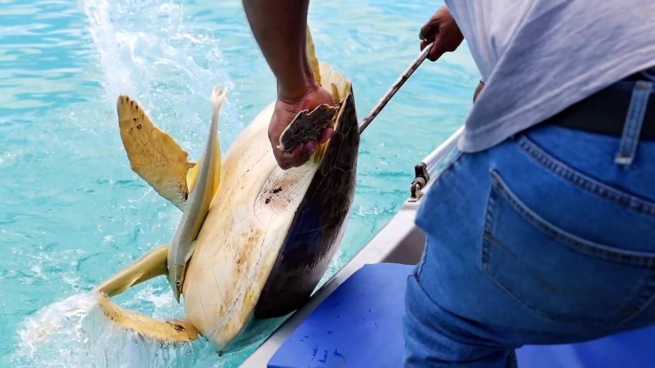 GIANT SEA TURTLE Cooked Three Ways - Palau Seafood Koror
