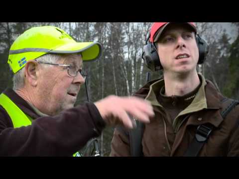 Älgjakt i Värmland Dag 3 – Hundförarens perspektiv (ur Del 3 av Jaktkunskap)