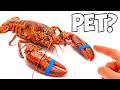 I Bought A Grocery Store Lobster To Keep As A Pet