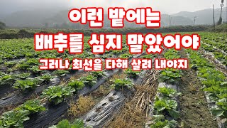 배추 이런 밭에는 심지 말았어야 (배추재배방법)