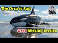 Orca Crying And Missing Jessica L Orca Atta Ck Dolphin Jessica Goodbye Jessica Rip