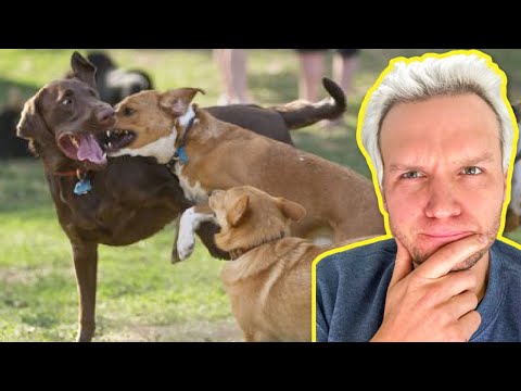 YouTube video about: Are dog parks helpful or harmful essay?