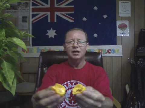 Chilli Tests "Madame Jeanettes" or "Suriname Yellow"