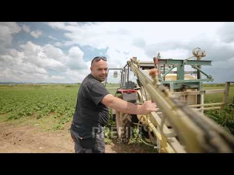 Familja nga Pestova që kultivojnë rreth 800 ton patate në vit