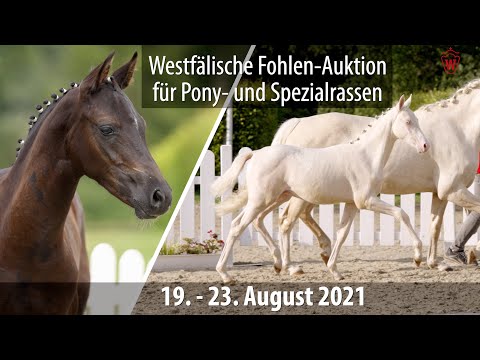 Trailer Online-Auktion Reitponys und Spezialrassen 19. - 23.8.2021
