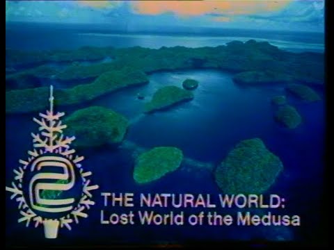 Sunday 16th December 1984 - BBC2 - Natural World - Fanny and Alexander - Tenko - Did You See?