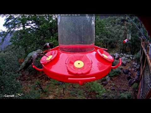 Female Anna's Hummingbird Visits Feeders — West Texas Hummingbirds, Sponsored by Perky-Pet®