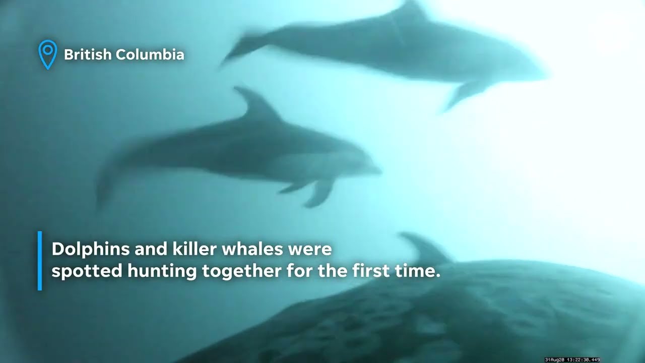Drone spots dolphins and killer whales working together to hunt