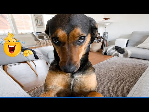 Super Funny Dog Video Clips  😹🐶 The Funniest Cat & Dog Moments Compilation 😁