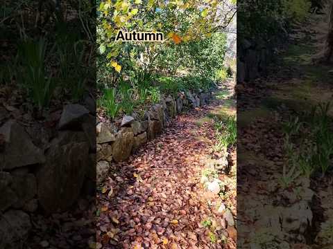 🍂 Autumn Leaves 🍁 #shorts