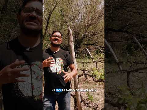 Ruta del vino en Sarmiento: Aires de Pedernal