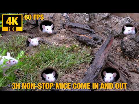 🐭 3H Non-Stop Mice Mania! 4K HDR 60FPS Cat TV & Relaxation 🐾✨