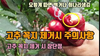 고추농사 고추수확시 꼭지에 구멍이 생기면 고추숙성시 썩어 물러지거나 고추에 물이들어가 희나리가 생길 수 있습…