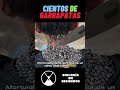 Le Quitaron CIENTOS De GARRAPATAS Shorts